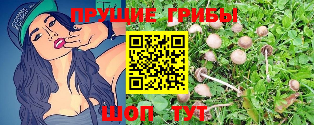 наркота  Вход с VPN  Новочеркасск  Псилоцибиновые грибы GOLDEN TEACHER 